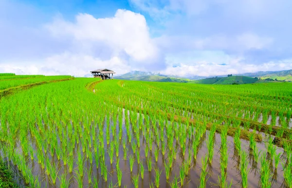Вид на зеленые рисовые поля, террасная гора с кактусами в графе возраст — стоковое фото