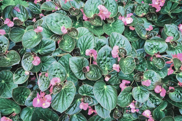 Piink Flores Floreciendo con el patrón de hojas en un jardín en la parte superior — Foto de Stock