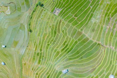 Yeşil pirinç tarlaları drone uçan hava üstten görünüm fotoğrafın 