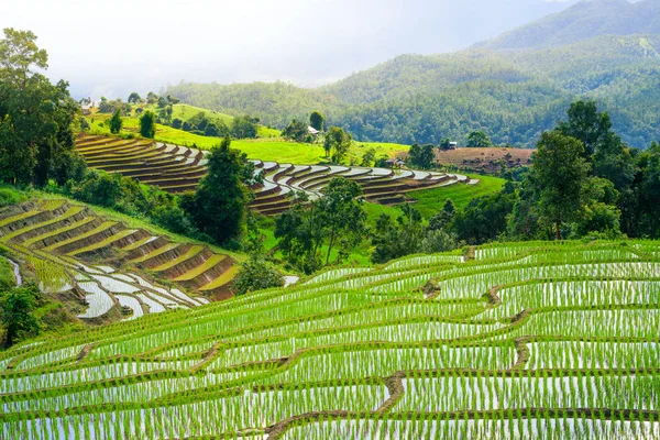 Görünüm yeşil pirinç alanları Teras Dağı kırsalında arazi w