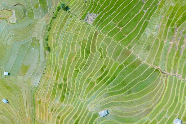 Foto aerea vista dall'alto dal drone volante di risaie verdi in — Foto Stock