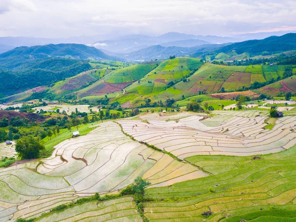 Foto aerea vista dall'alto dal drone volante di risaie verdi in — Foto Stock