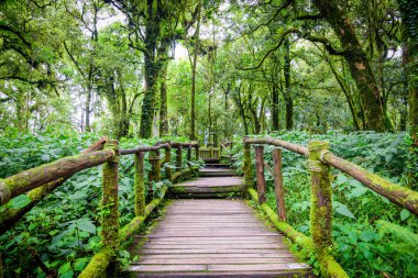 Walkway with wooden bridge through gree rain forest with beautif clipart