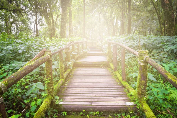 Geçit gree yağmur ormanı ile güzel ahşap köprü ile