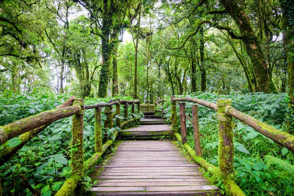 Geçit gree yağmur ormanı ile güzel ahşap köprü ile