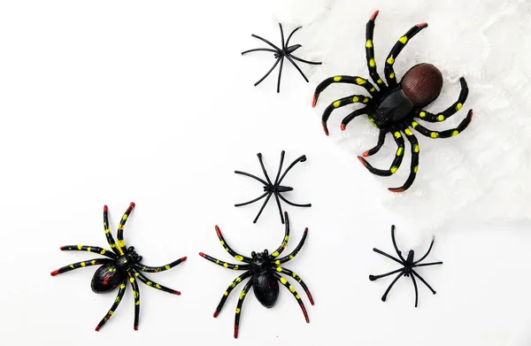 Halloween holiday concept group of spider walk on spider web on — Stock Photo, Image