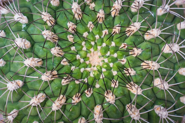 Selective focus close-up top-view shot on Golden barrel cactus ( — Stock Photo, Image