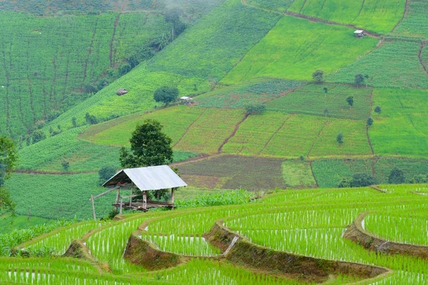 Vista de campos de arroz verde terraza montaña con casa de campo en cuenta —  Fotos de Stock