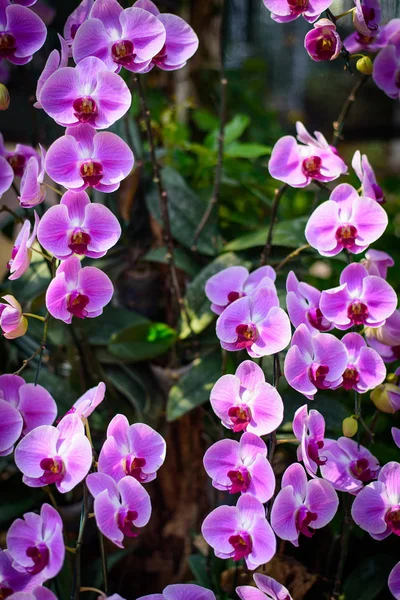 Mooie roze bloemen van de orchidee Phalaenopsis, in orchideeën tuin — Stockfoto