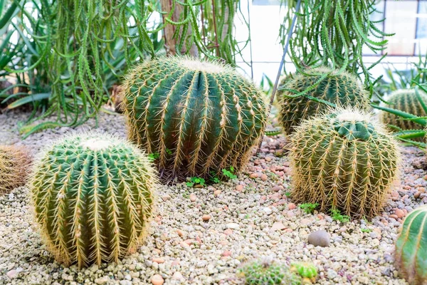 Kaktüs ve succulents farklı türde Bahçe ile fotoğrafı