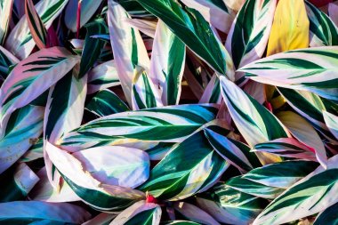 yeşil yaprakları ve vintage sesi çiçek desen. Düz yatıyordu. Na