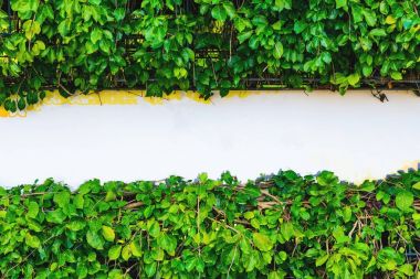 Yaprak düz yatıyordu boş beyaz tahta ile yapılmış yaratıcı düzeni.