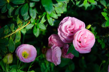 Gül pembe ve vintage tonu düşük anahtar lo Sevgililer ve yaprak
