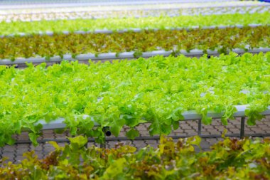 Seçici odak suda salata sebze grupta