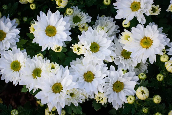 Kolorowe kwiaty chryzantemy na górze Zobacz wzór w ogrodzie — Zdjęcie stockowe