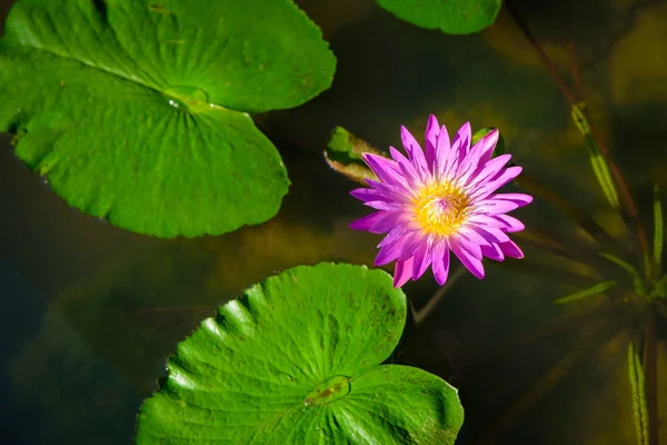Gyönyörű rózsaszín tavirózsa vagy a lótusz virág tó zöld levél — Stock Fotó