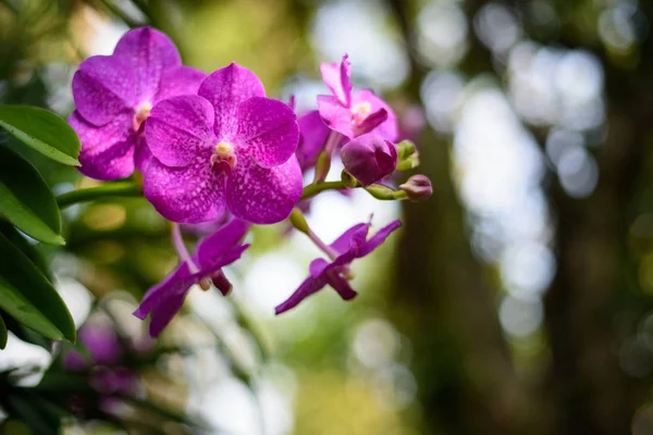 Красиві рожеві квіти Ванди орхідеї з м'яким фокусом і розмитим спинкою — стокове фото