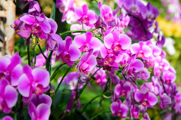 Květ orchideje v tropické zahradě. Růžová orchidej Phalaenopsis květ — Stock fotografie