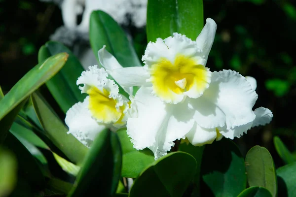 Bílá Cattleya orchidej květina selektivní fokus v zahradě — Stock fotografie