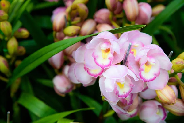 Růžová orchidej Cymbidium zblízka. Šlechtění orchidejí v zahradě — Stock fotografie