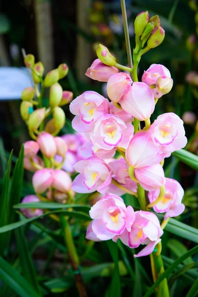 Růžová orchidej Cymbidium zblízka. Šlechtění orchidejí v zahradě — Stock fotografie