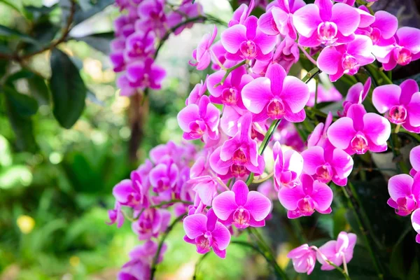 Květ orchideje v tropické zahradě. Růžová orchidej Phalaenopsis květ — Stock fotografie