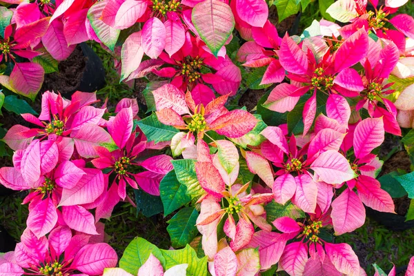 Poinsettia (Euphorbia pulcherrima ) or christmas flower in top v — Stock Photo, Image