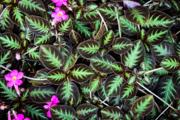 緑の葉とビンテージ トーンの花のパターン。フラットが横たわっていた。Na — ストック写真