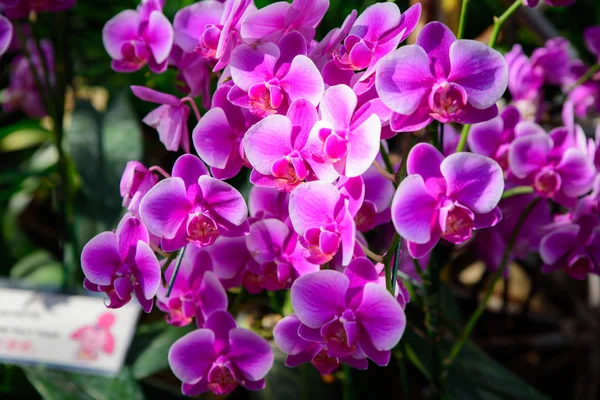 Květ orchideje v tropické zahradě. Růžová orchidej Phalaenopsis květ — Stock fotografie