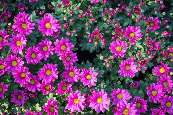 Coloridas flores de crisantemo en el patrón de vista superior en el jardín —  Fotos de Stock