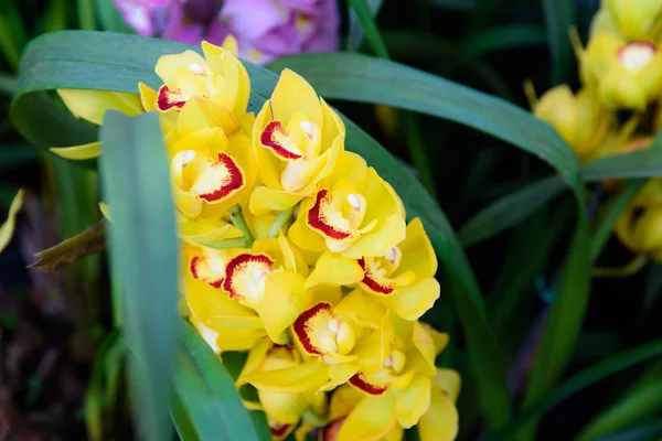 Žlutá orchidej Cymbidium zblízka. Šlechtění orchidejí v zahradě — Stock fotografie