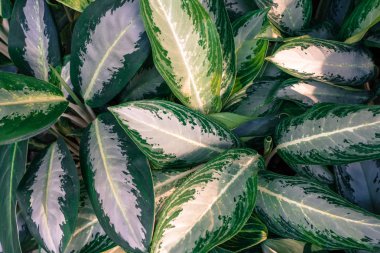 yeşil yaprakları ve vintage sesi çiçek desen. Düz yatıyordu. Na