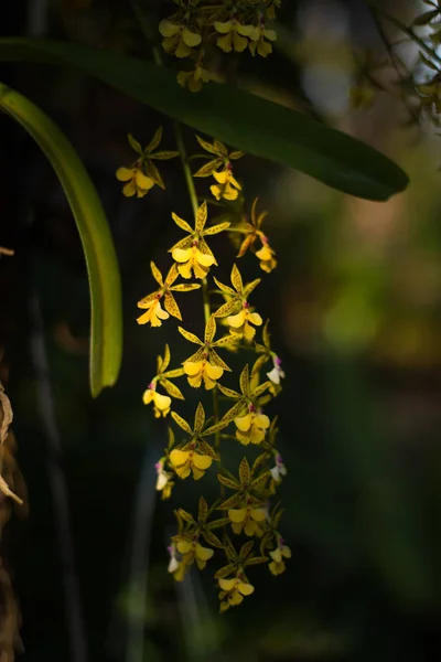 Orchidées jaunes dans la mise au point sélective de jardin avec le filtre bas — Photo