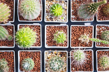 Üstten Görünüm tencere kaktüs ve succulents farklı türü ile