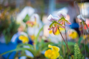 Lady's terlik orkide çiçek (Paphiopedilum) mor renkte 