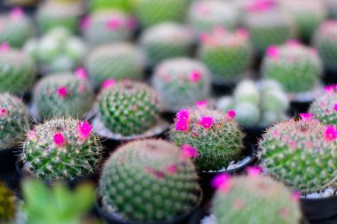 Kaktüs ve succulents fotoğrafı düzenlemek Pembe çiçek selectiv ile
