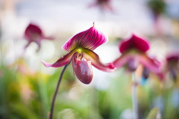 Lady's Slipper orchid flower ( Paphiopedilum ) purple colour in Stock Image