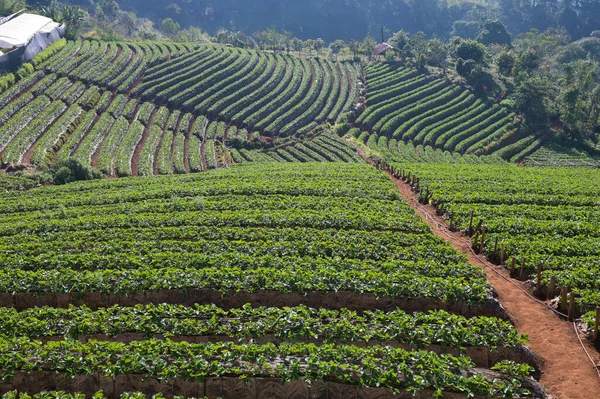 Strawberry Field Mountain Sunny Day Farm Chiang Mai Thailand — стоковое фото