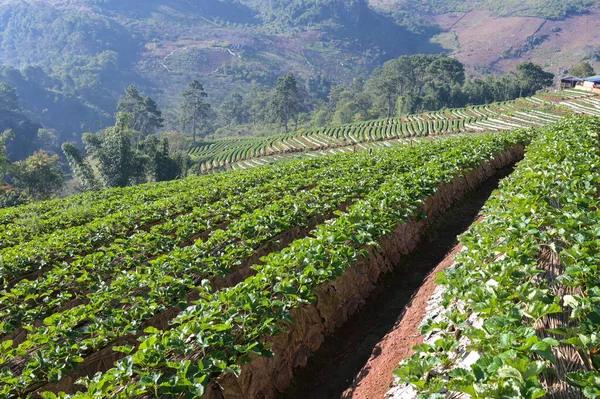 Campo Fragole Montagna Una Giornata Sole Fattoria Chiang Mai Thailandia — Foto Stock