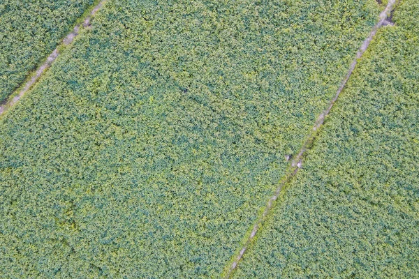 Aerial view of cultivated agricultural soybean field, drone pov top view for harvest concept.