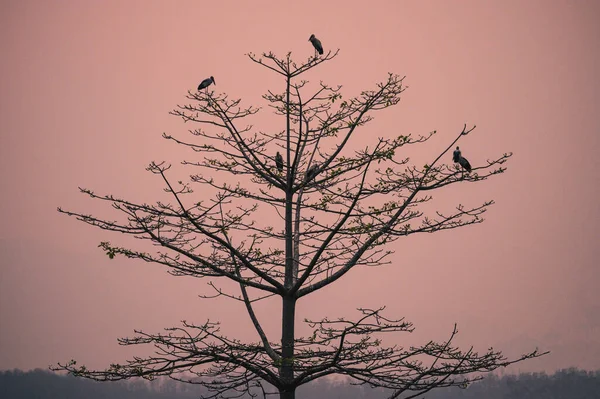 Silueta Del Grupo Pájaros Sentados Árbol Atardecer — Foto de Stock