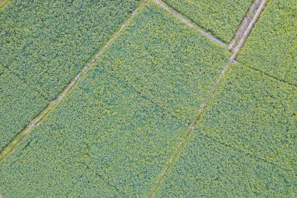 Vista Aérea Del Campo Soja Agrícola Cultivado Vista Superior Del — Foto de Stock