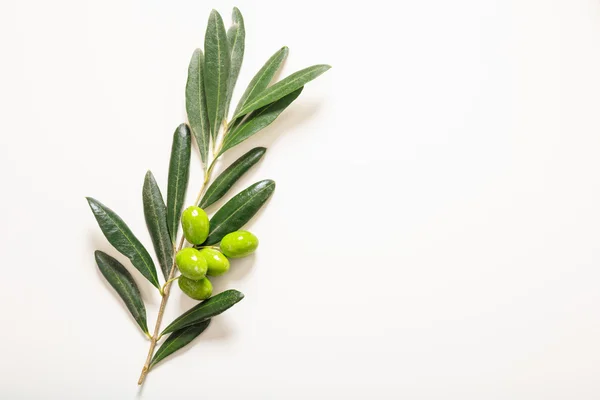 Grüne Oliven auf einem Zweig auf weißem Hintergrund — Stockfoto