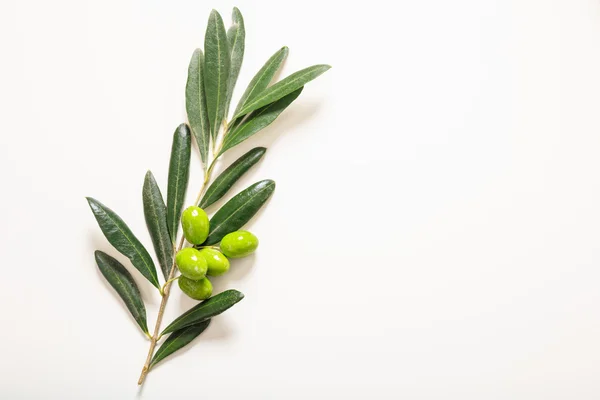 Groene olijven op een tak op witte achtergrond — Stockfoto