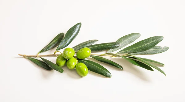 Зеленые оливки на ветке на белом фоне — стоковое фото