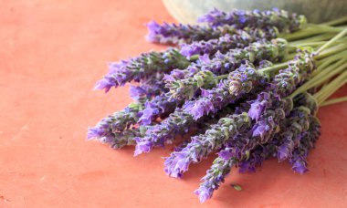 Lavanta çiçekleri kırmızı zemin üzerine