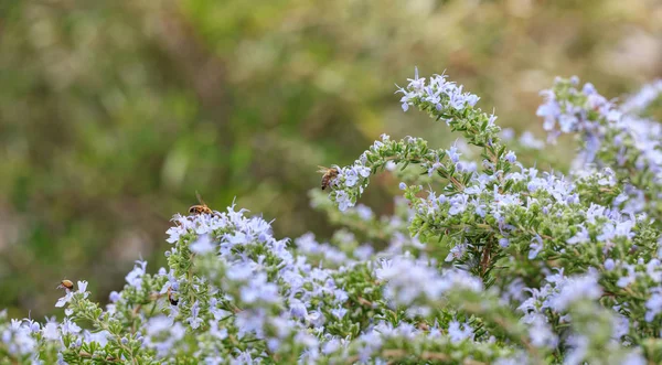 Bienen auf Rosmarinblüten — Stockfoto
