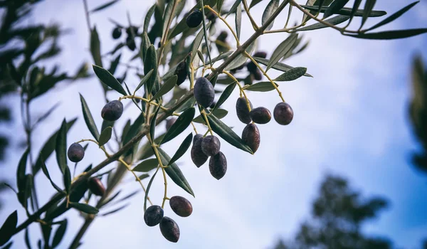 Оливковое дерево на голубом фоне неба — стоковое фото