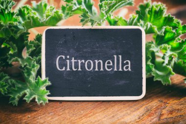 Ahşap arka plan taze citronella yapraklarda