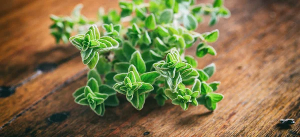 Fresh oregano twig on wooden background — Stock Photo, Image